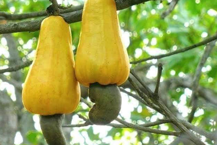 Frutto e semi di anacardio