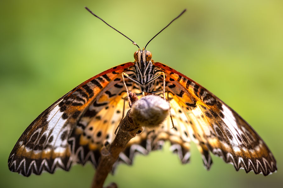 Farfalla crisopa leopardo