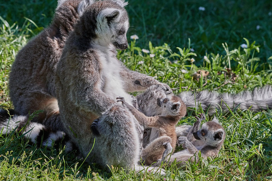 famille de lémuriens