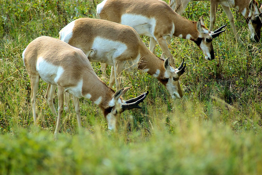 Zuid-Dakota antilope gaffelbok