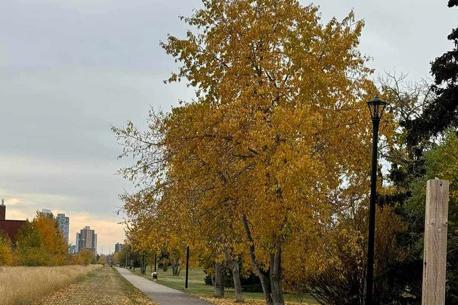 Gepflasterter Weg entlang der Wiese Herbstfarben Baum