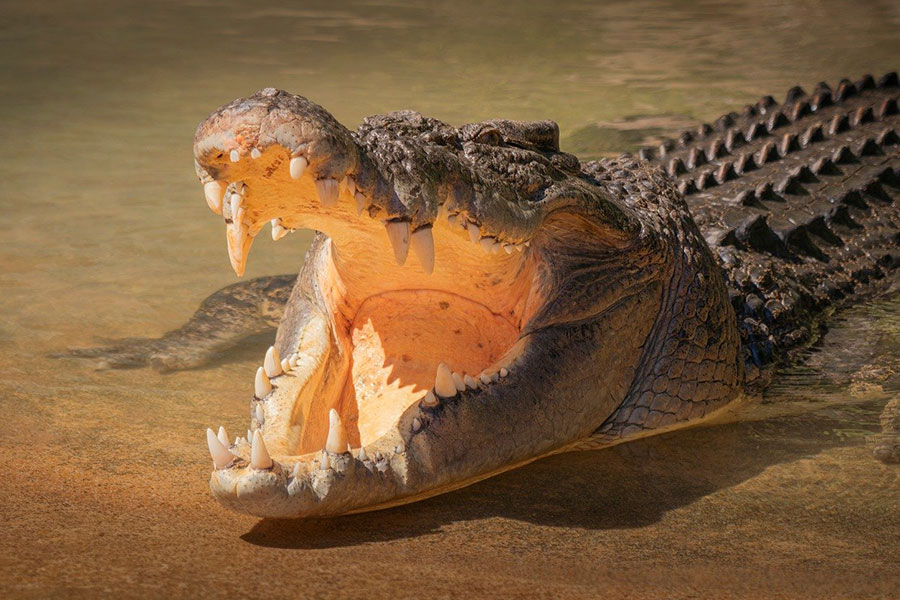 Crocodile marin