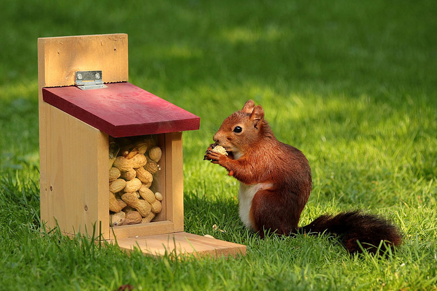 Sciurus eekhoorn eet pinda's