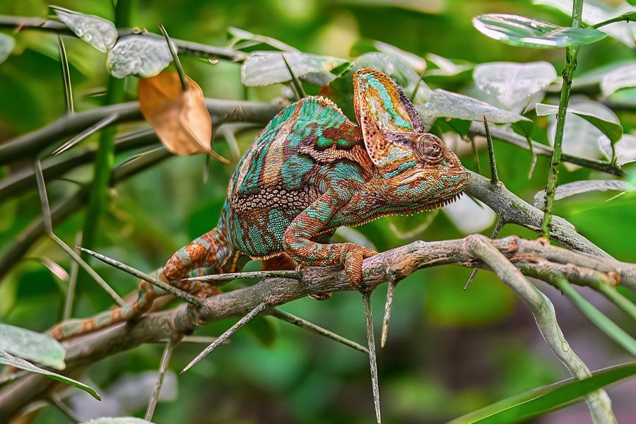 Jemenitische kameleon