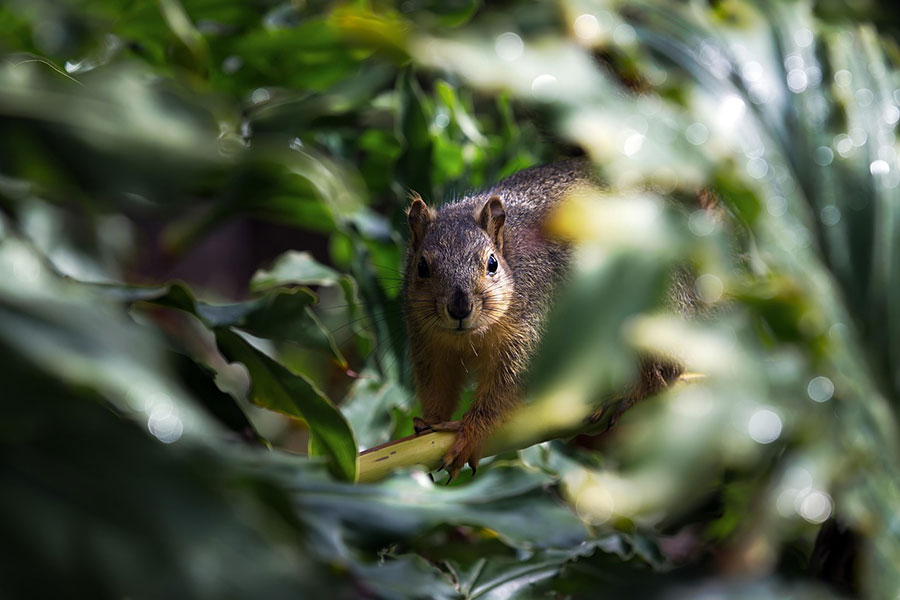 Süßes Fuchshörnchen