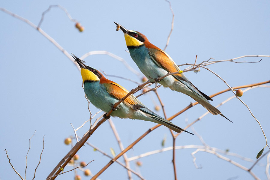 Dos pájaros abejarucos europeos