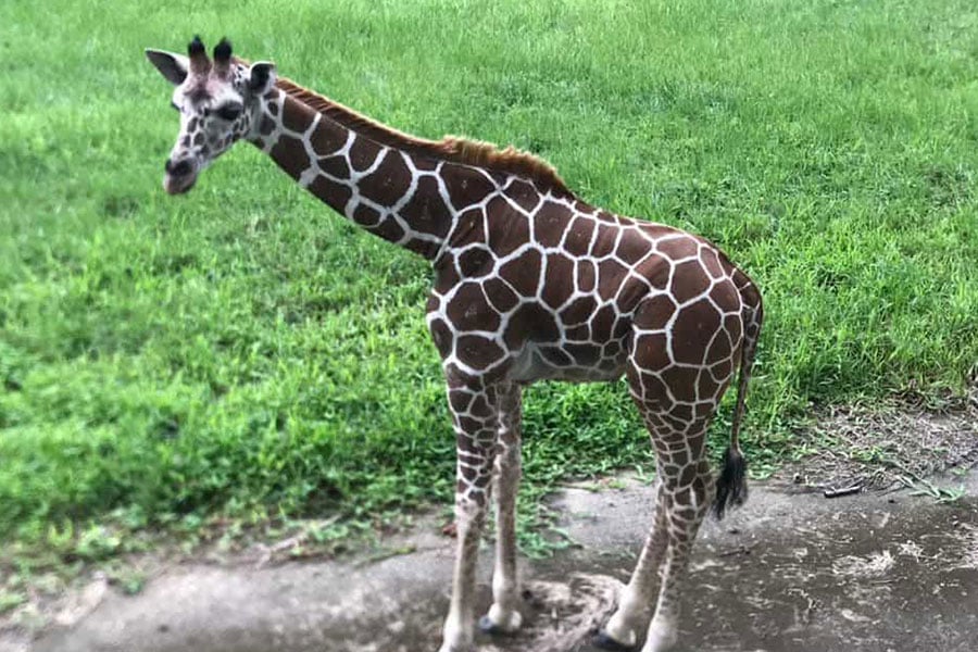 Een netgiraffe
