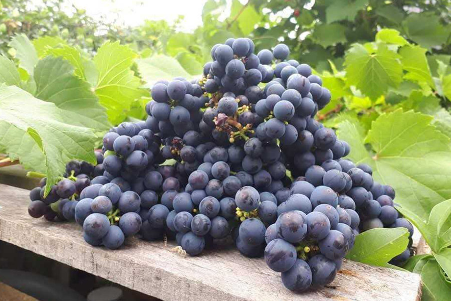 Grappolo viola di uva fresca