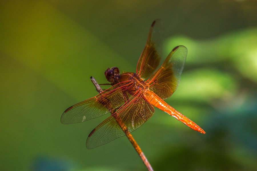 Rosso-arancio come la libellula