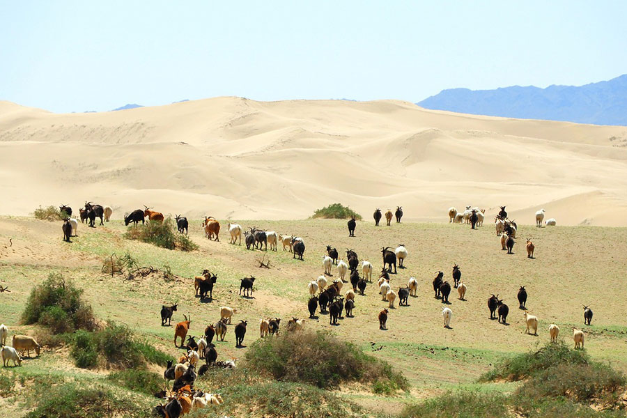 Steppe du désert de Gobi en Mongolie