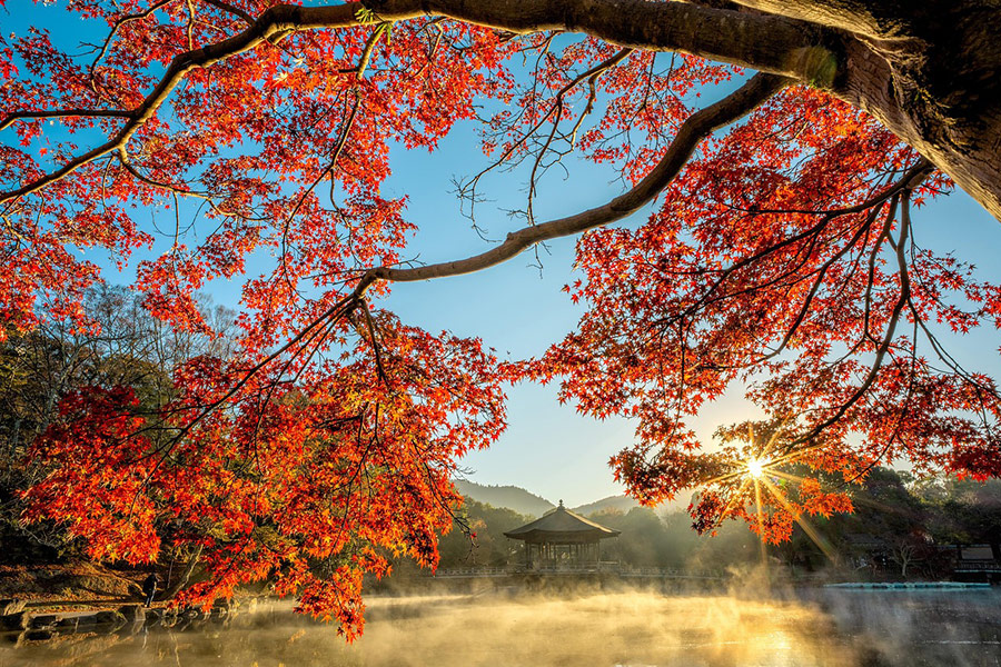 Albero autunnale dello stagno
