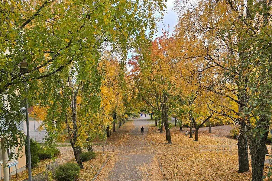 Sentiero fiancheggiato da alberi in autunno