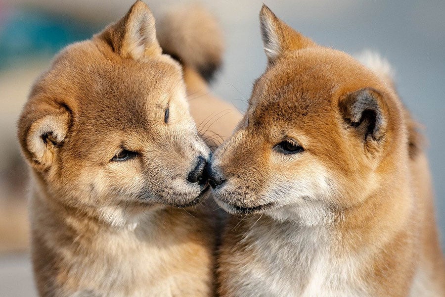 Deux chiots shiba inu se câlinant