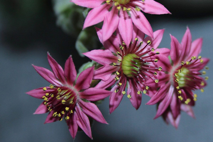 Plante à fleurs de Joubarbe sempervivum