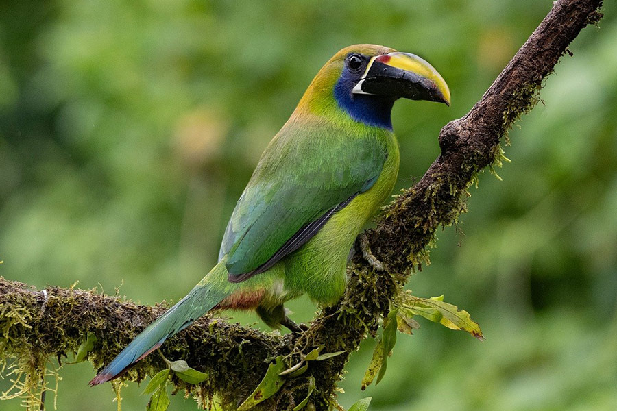 Tucán de garganta azul
