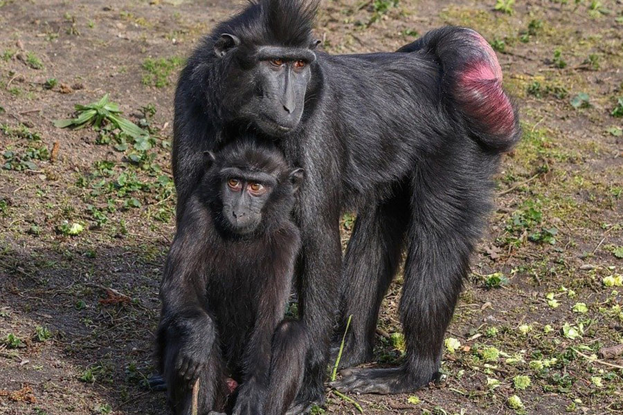 Mère bébé singe