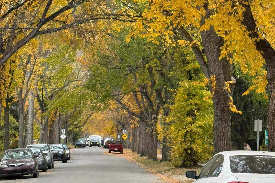Alberi autunnali colorano le auto lungo la strada