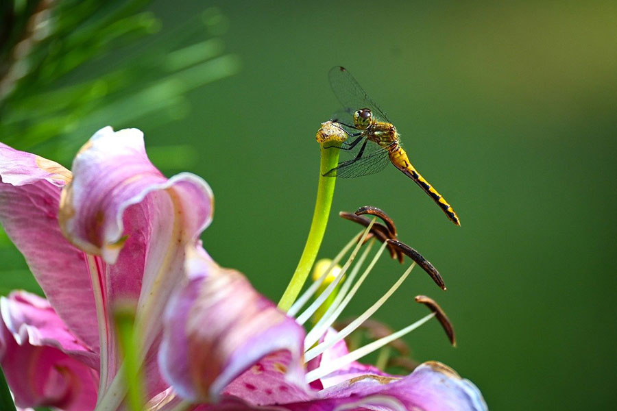 Il signor libellula impollinazione