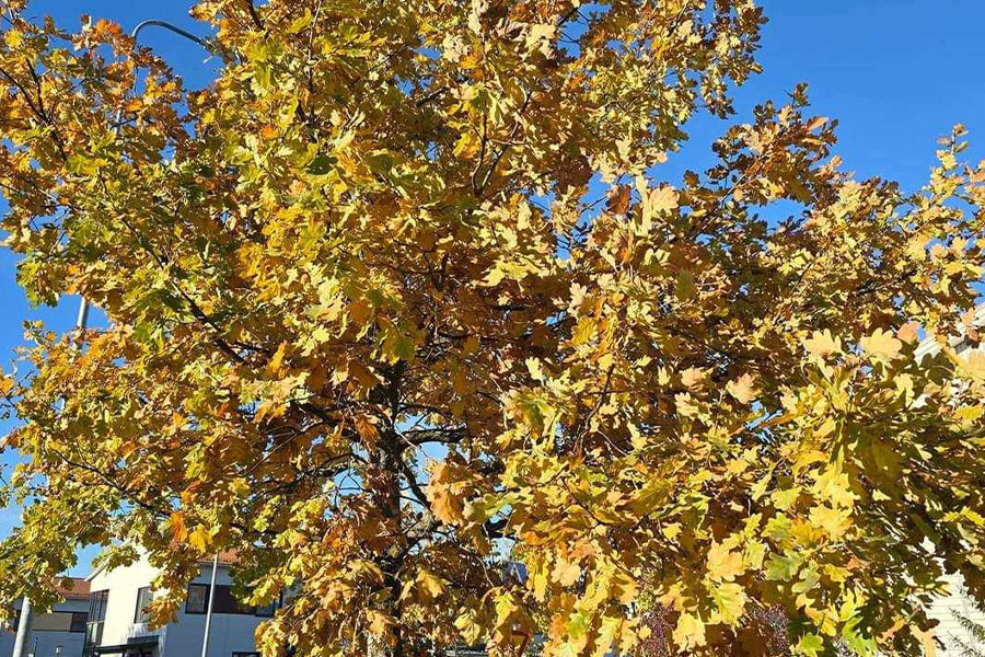 L'autunno è completamente in fiore