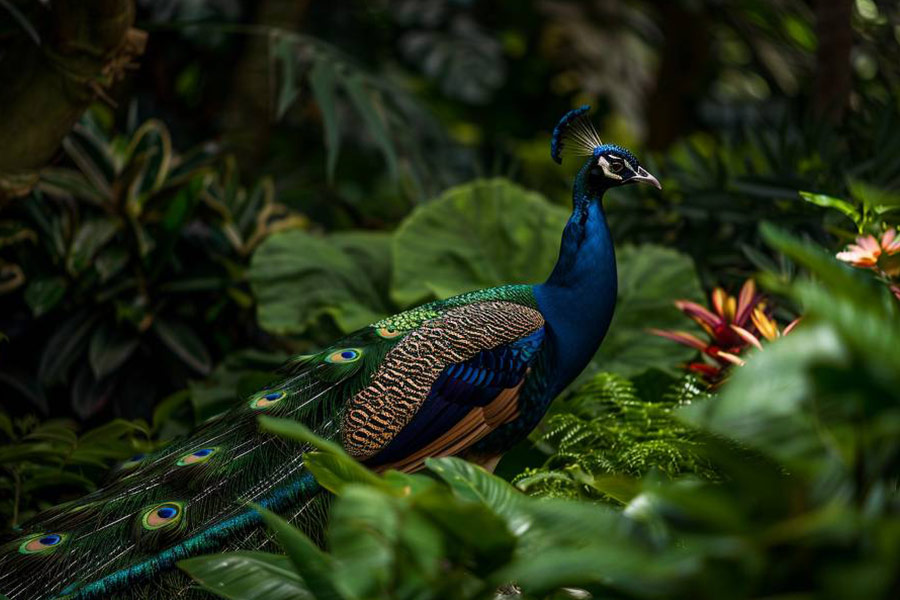 Schöner Pfau