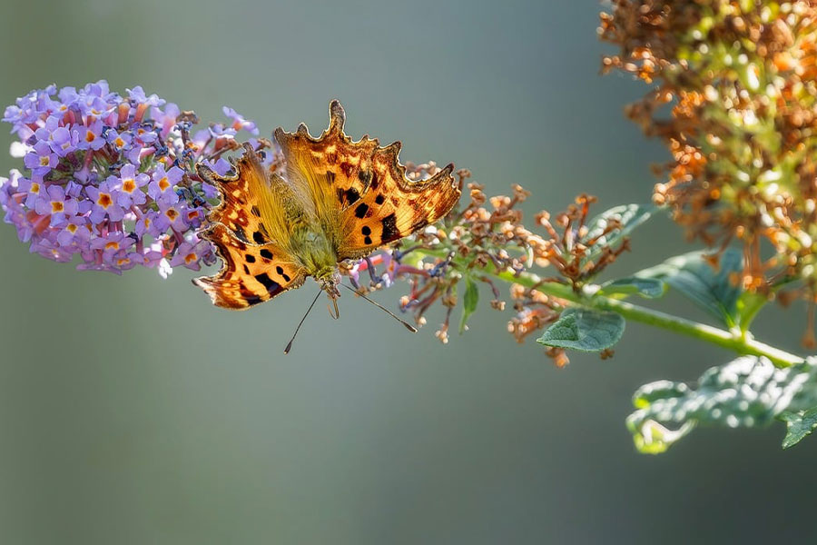 Farfalla aurelia erpicata con caratteristica ala posteriore bianca a forma di virgola