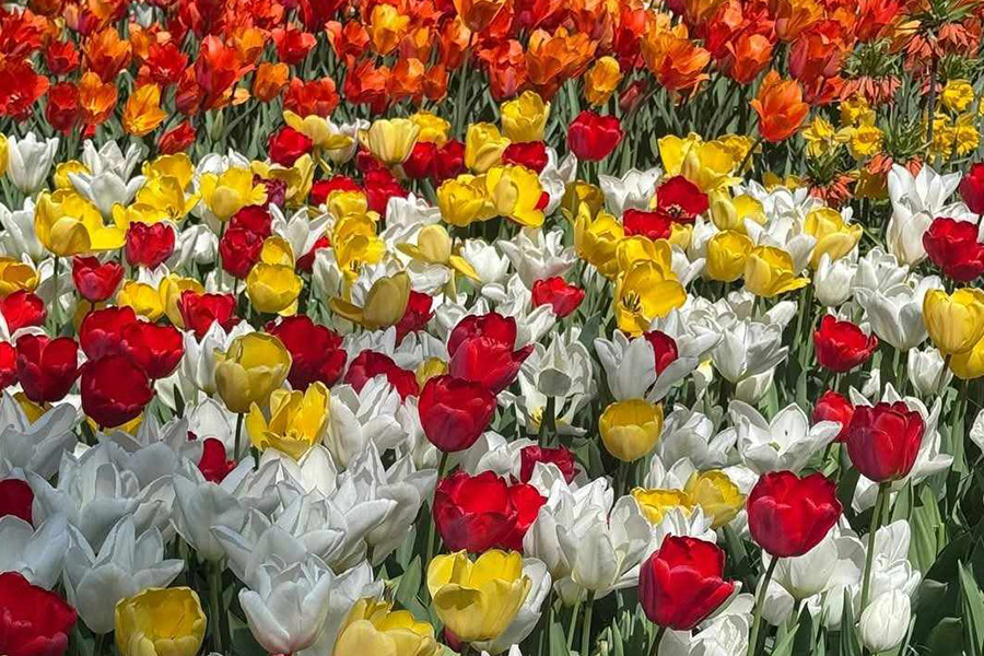Mix bunte Tulpen Blumen Tulipa gesneriana