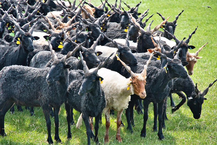 Racka-schapenkudde