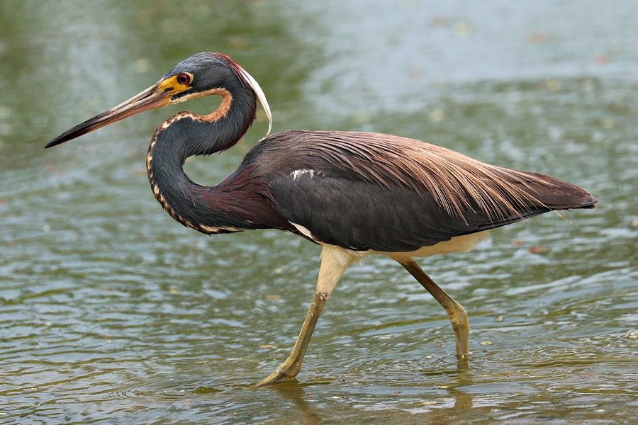 Garza tricolor