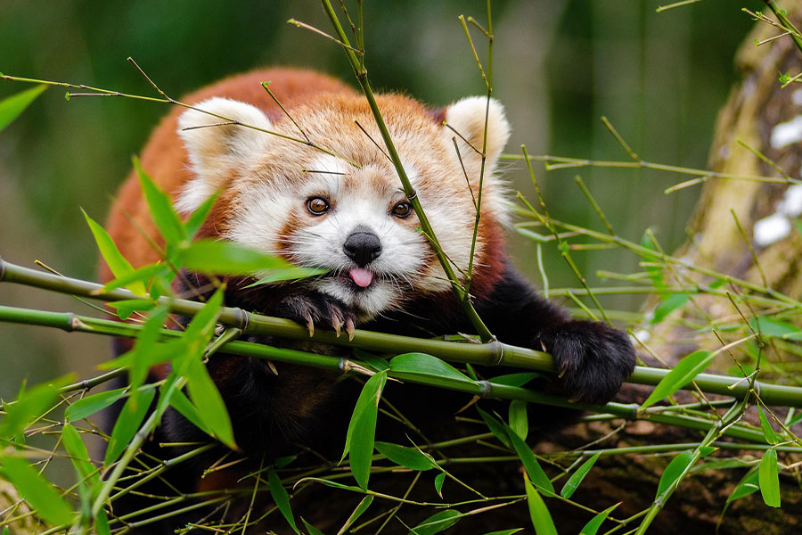 Rode panda tong uit