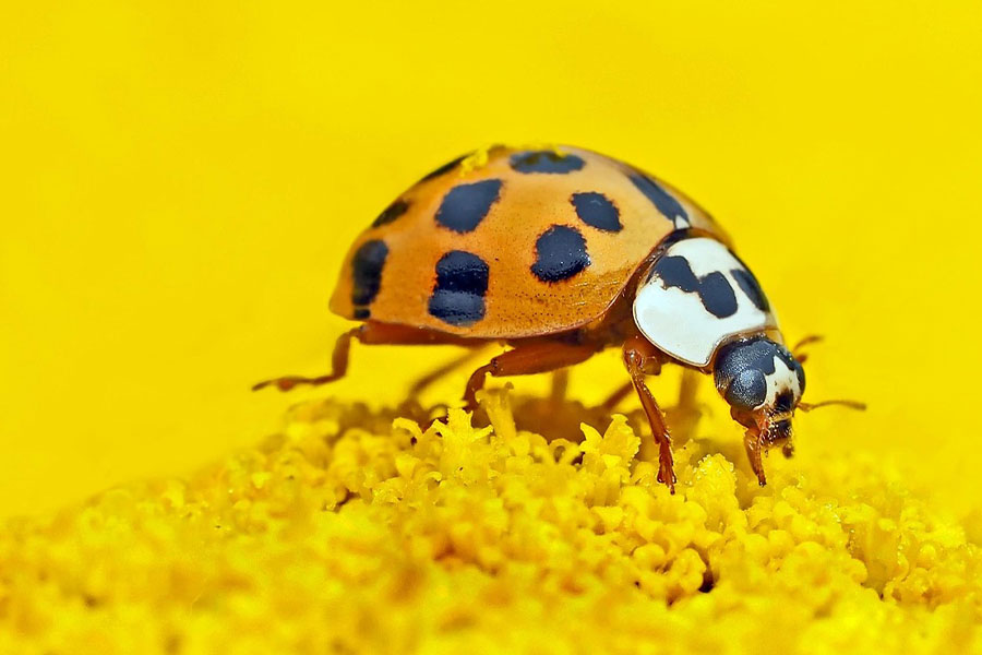 insetto coccinella asiatica