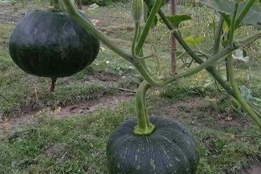 Verdure di zucca dell'Himalaya