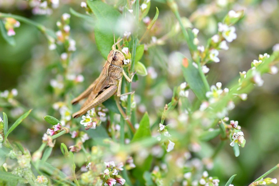 Cavalletta marrone della locusta del deserto
