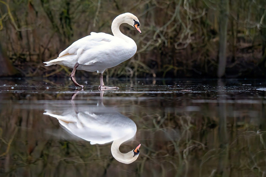 Cygne et reflet