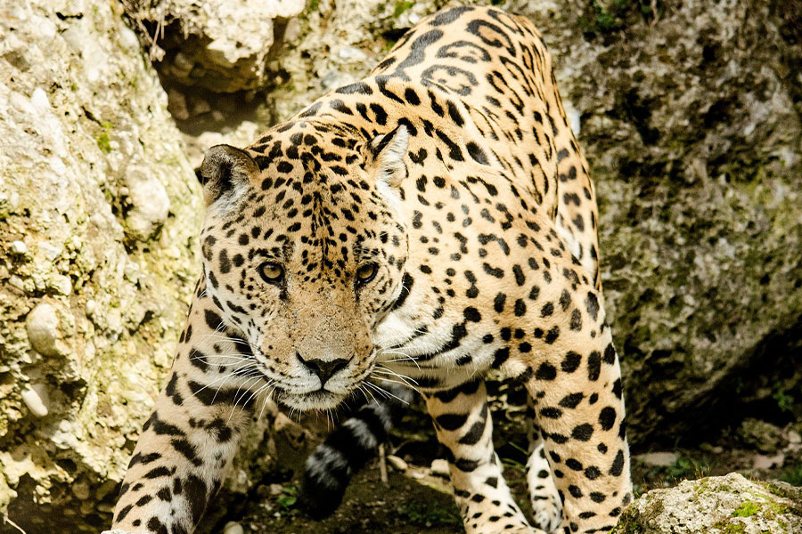 Jaguar dier close-up
