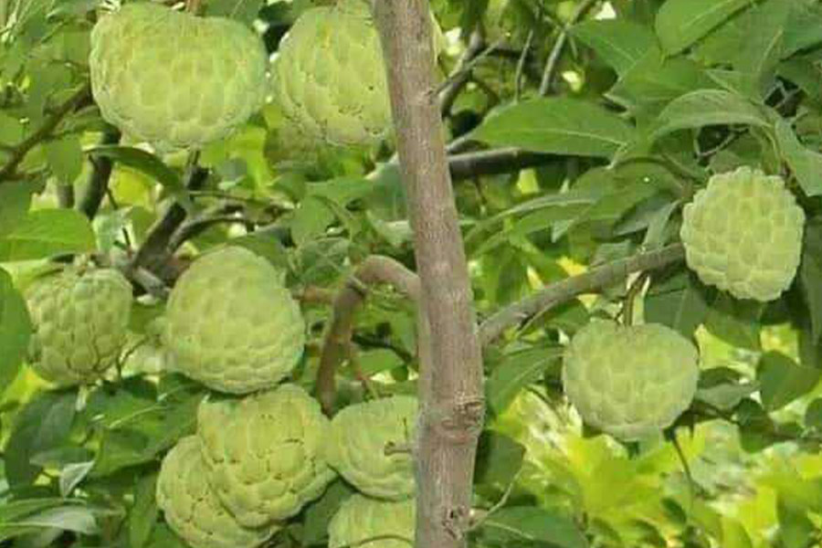 Chiamati frutti di mela alla crema