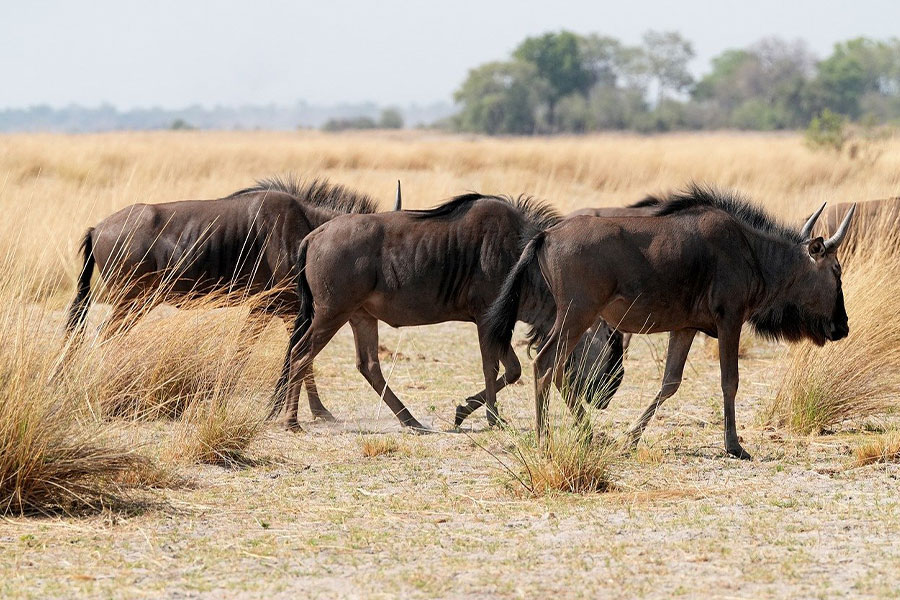 steppe du troupeau de gnous
