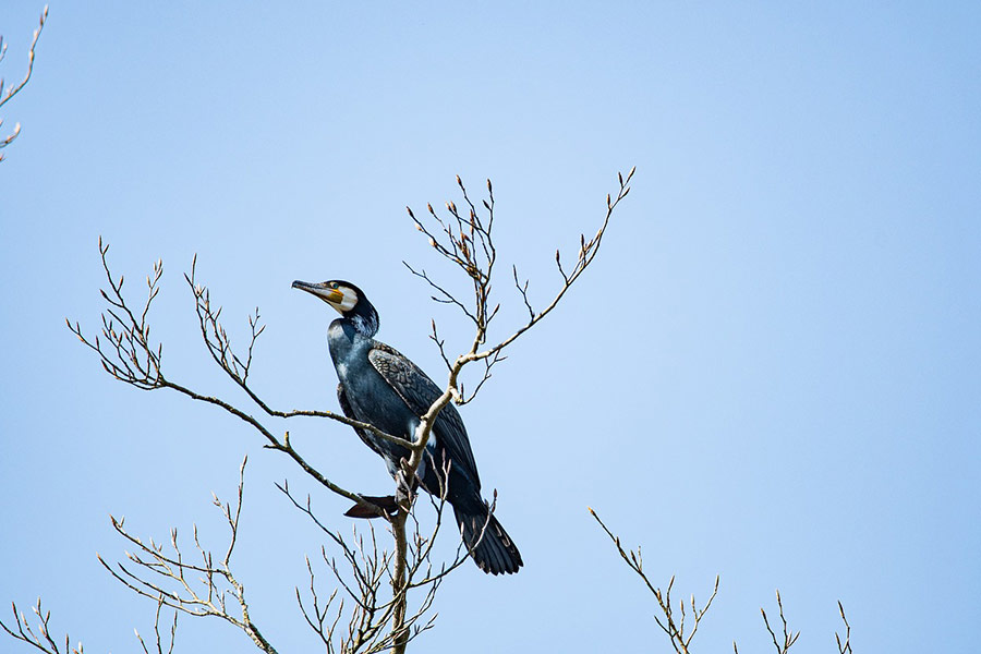 Grande uccello cormorano