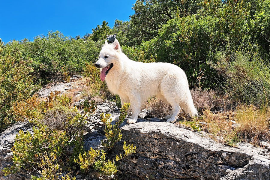 Witte hond in het natuurreservaat