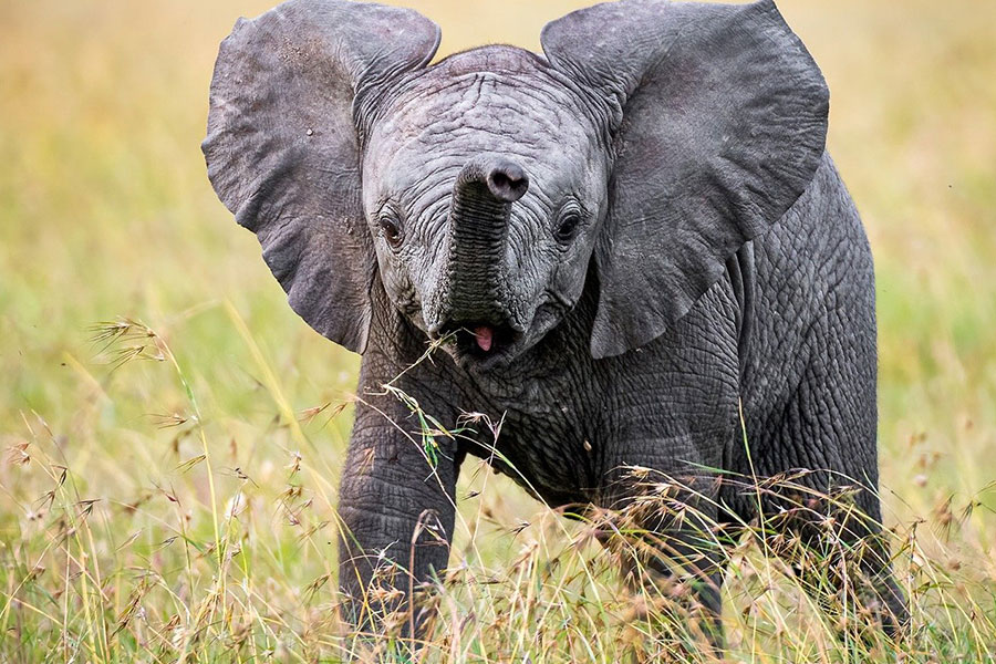Schattige babyolifant in de natuur
