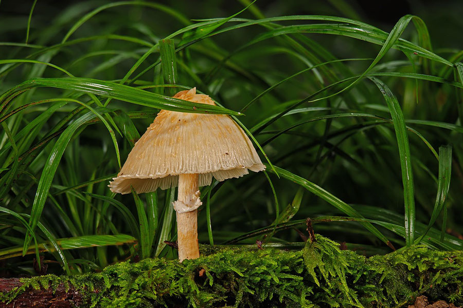 Agaric fungal mushroom nature