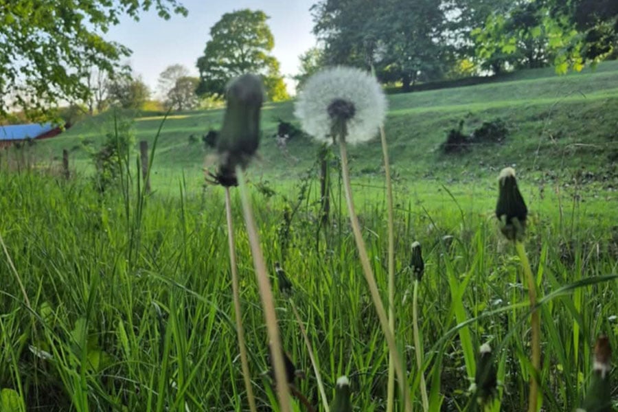 Taraxacum officinale denti di leone natura