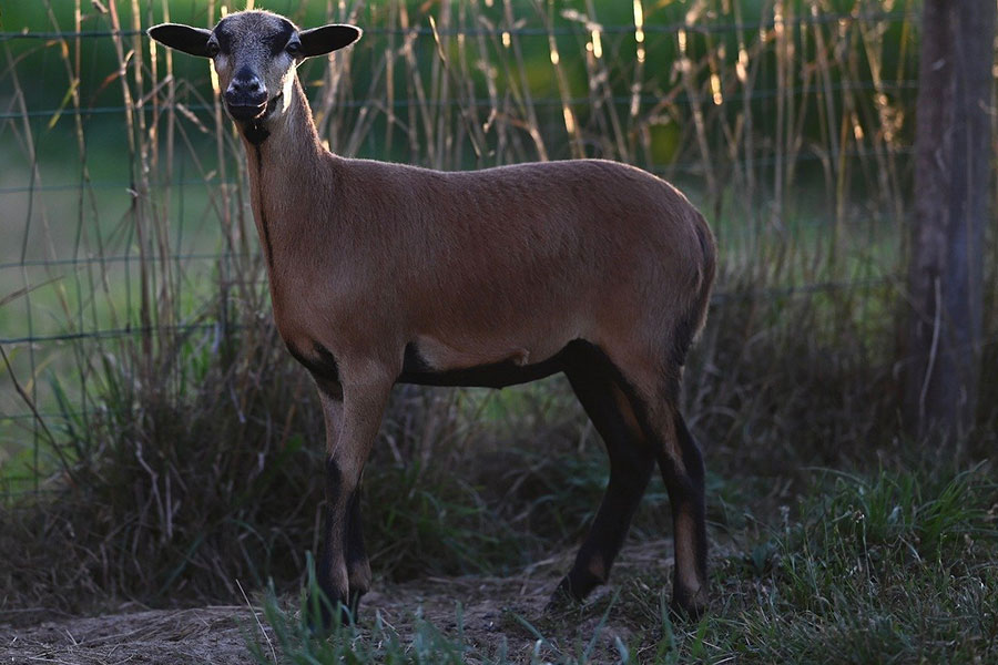 Moutons herbivores du Cameroun