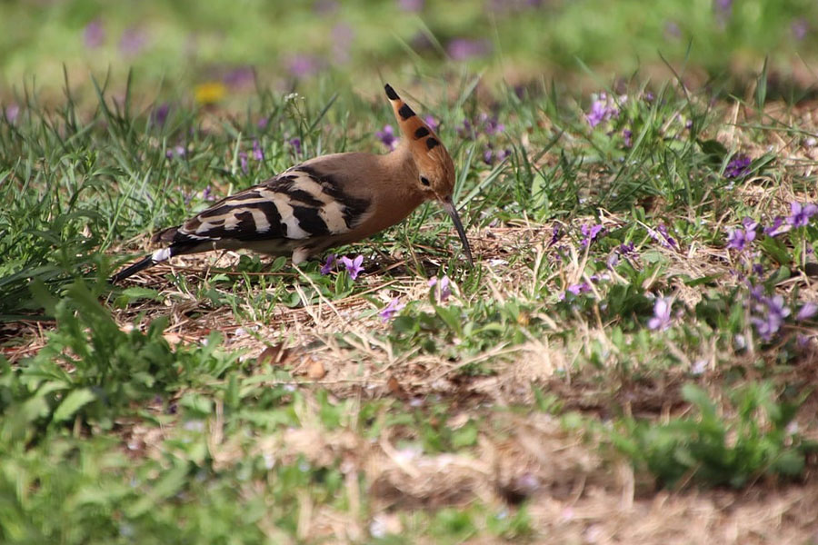Upupa, uccello naturale