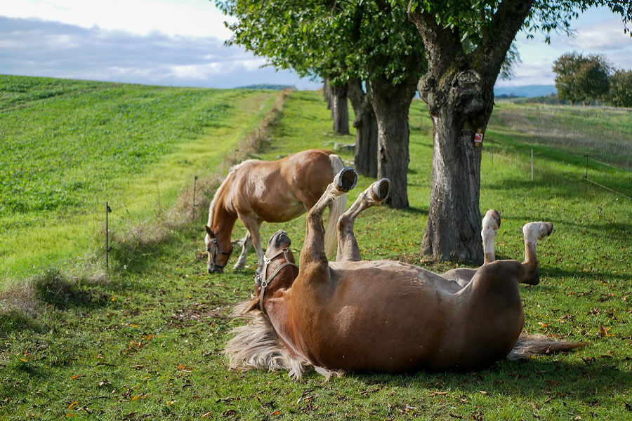 Paarden spelen en grazen