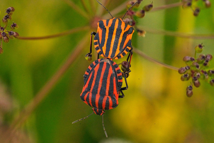 Insetti striscianti