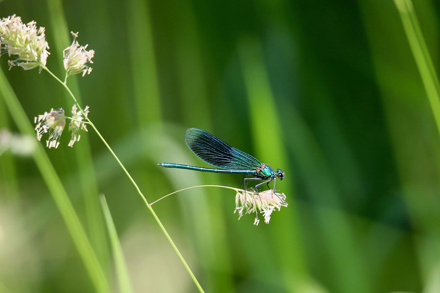 La damigella fasciata