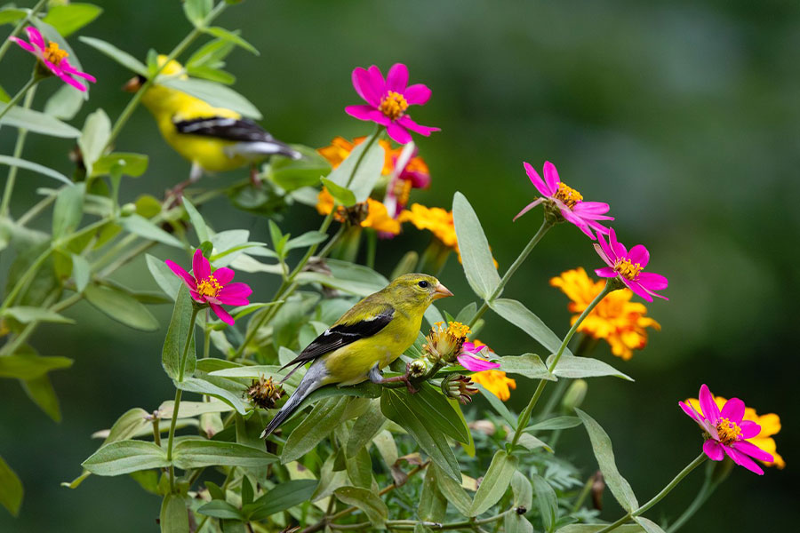 Amerikanische Goldfinken sitzen in Sommerblumen