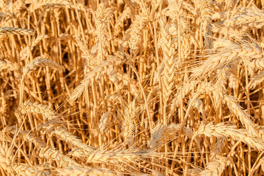 Azienda agricola di grano coltivato