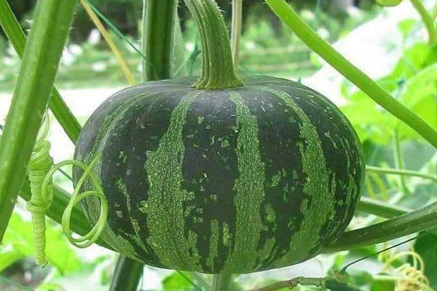 Una zucca invernale coltivata
