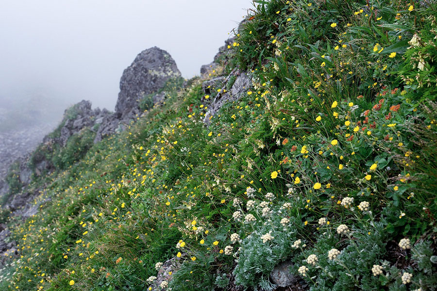 Nature life mountain